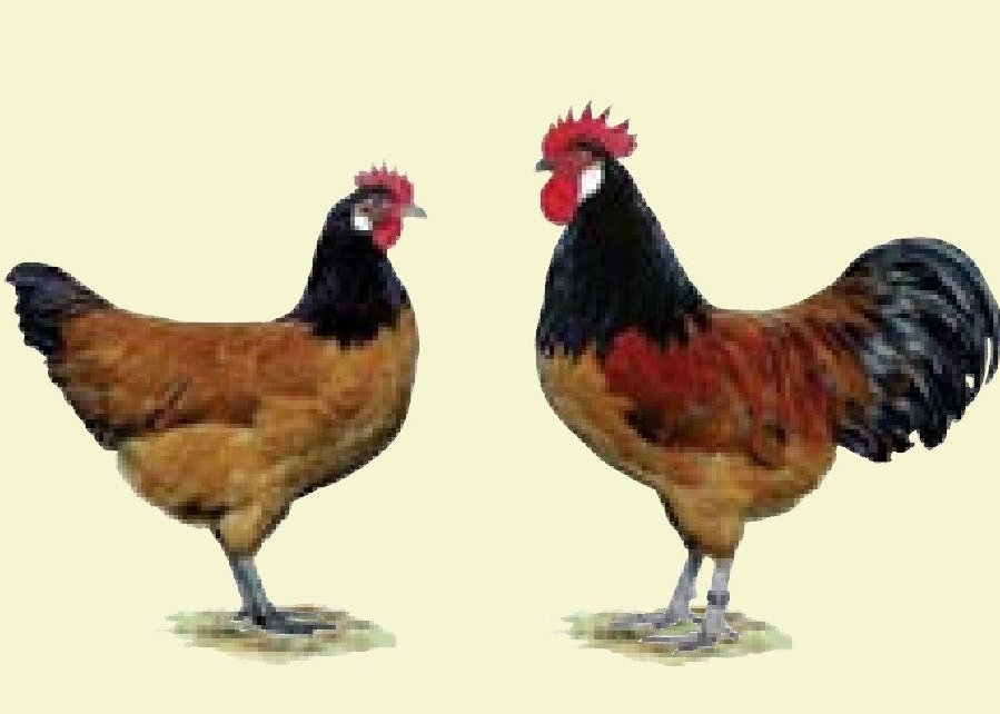 Große Hühner