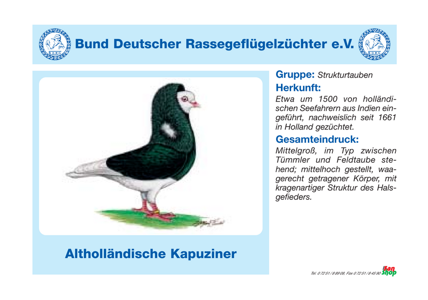 Rassetafel Altholländische Kapuziner