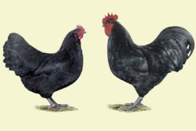 Australorps