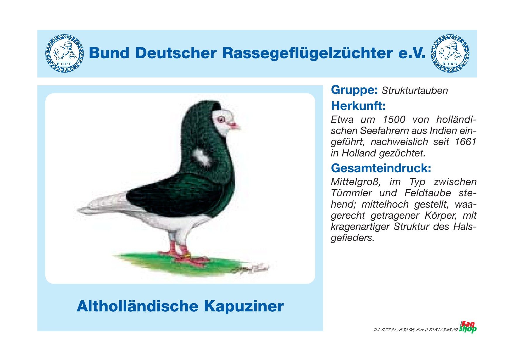 Rassetafel Altholländische Kapuziner