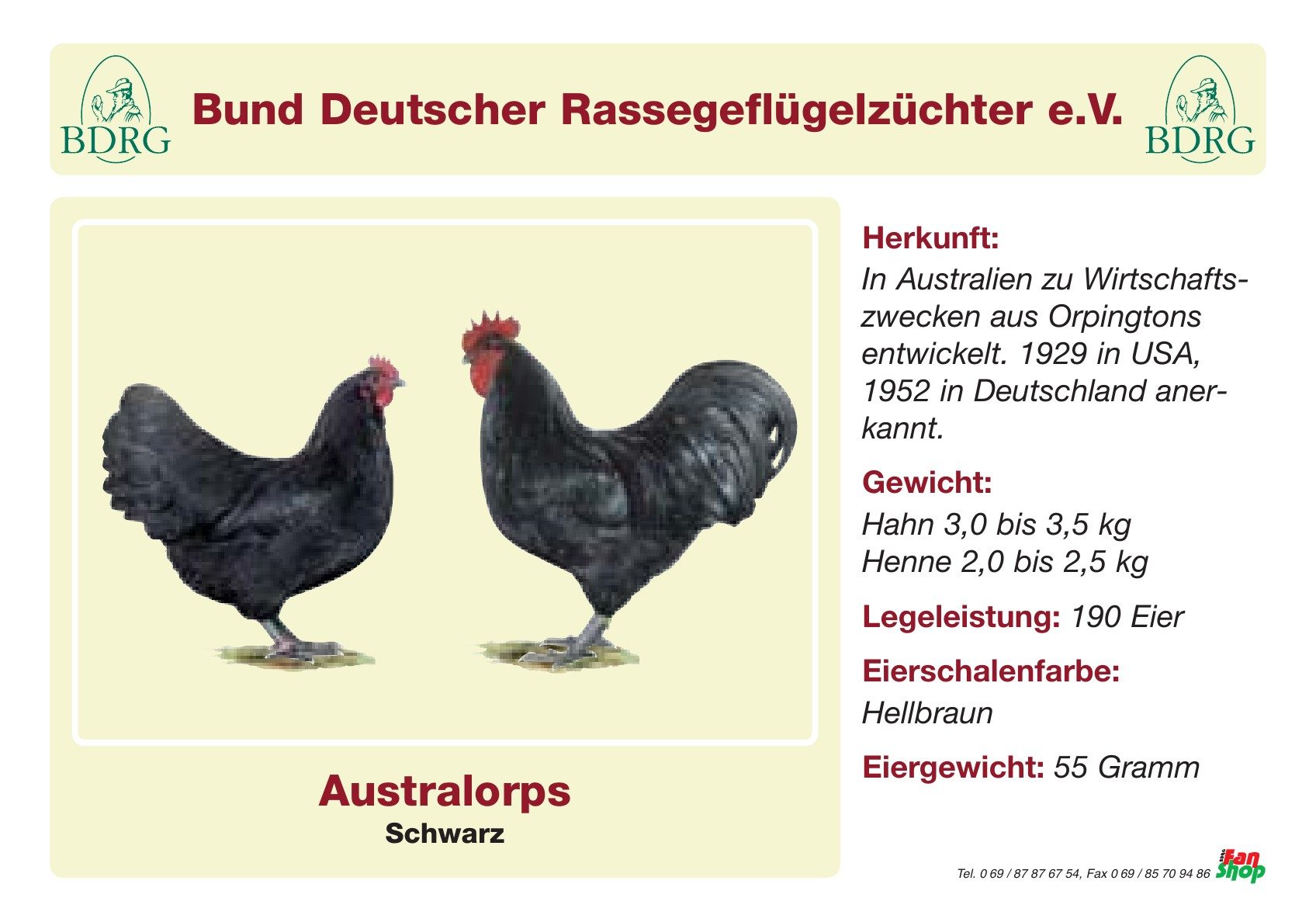 Rassetafel Australorps
