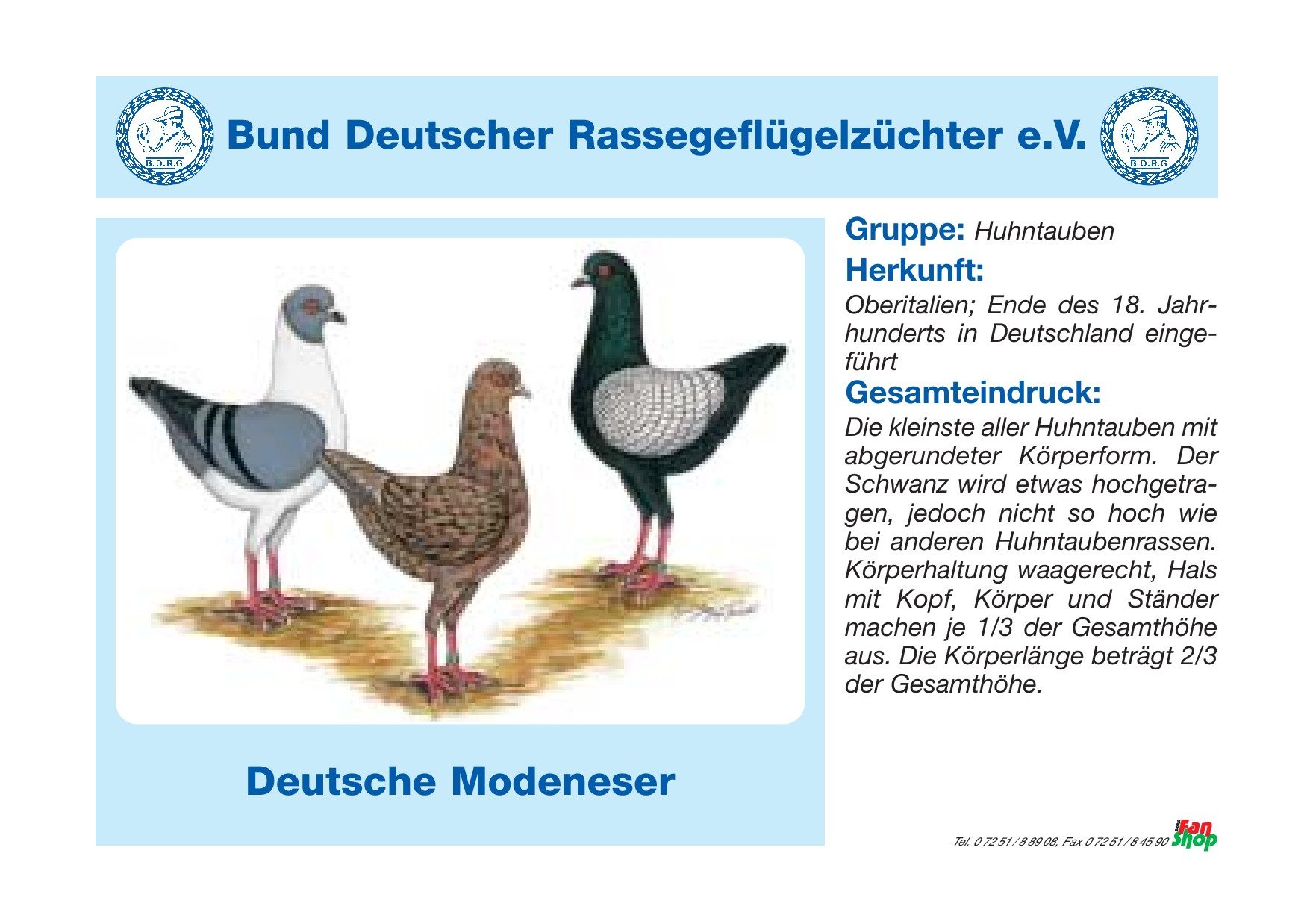 Rassetafel Deutsche Modeneser