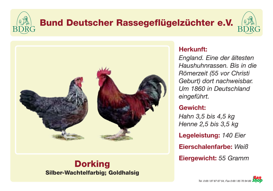 Rassetafel Dorking