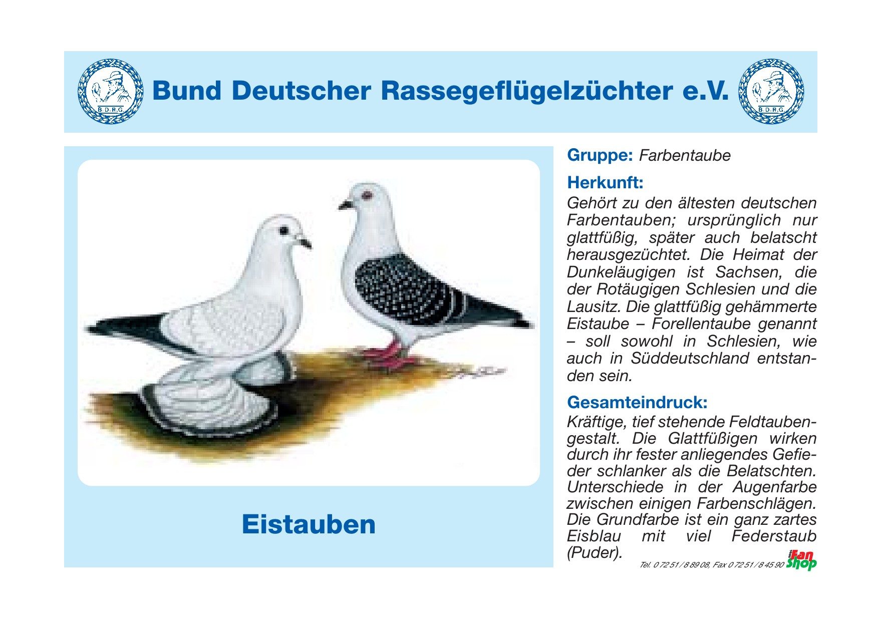Rassetafel Eistauben
