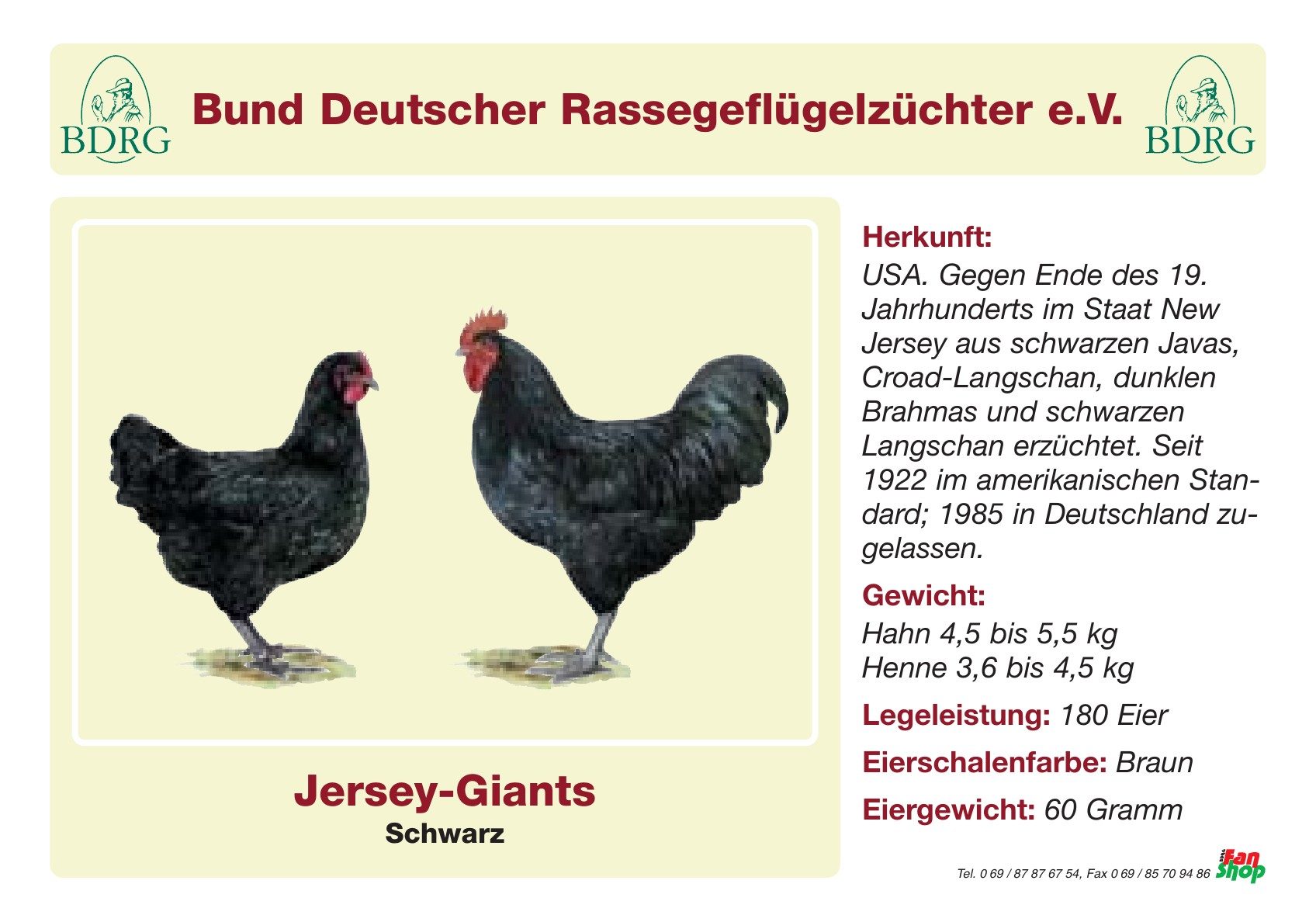 Rassetafel Jersey-Giants
