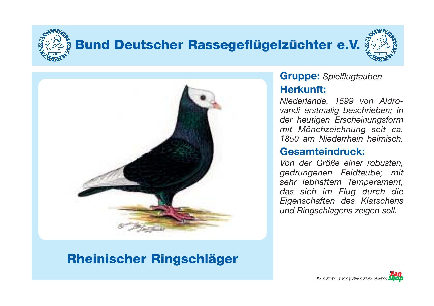 Rassetafel Rheinische Ringschläger