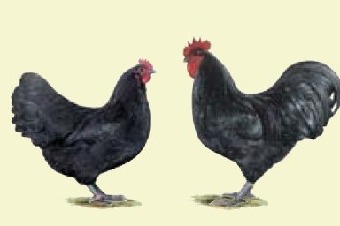 Australorps