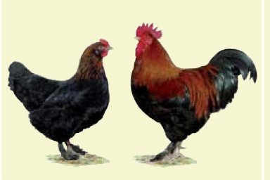 Marans