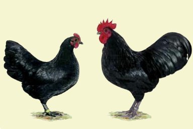 Zwerg-Australorps