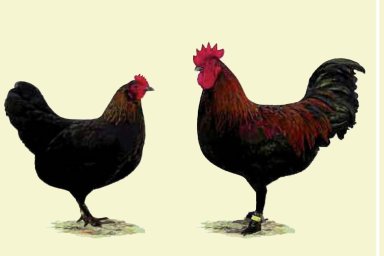 Zwerg-Marans